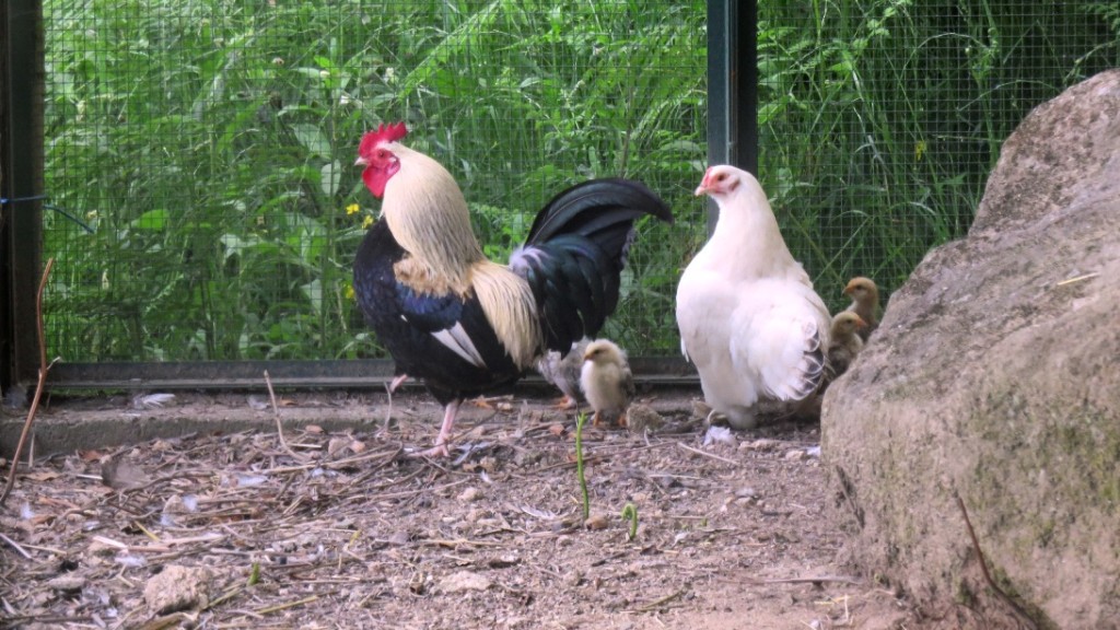 Elvis, the rooster, the chicken and their first kids.
