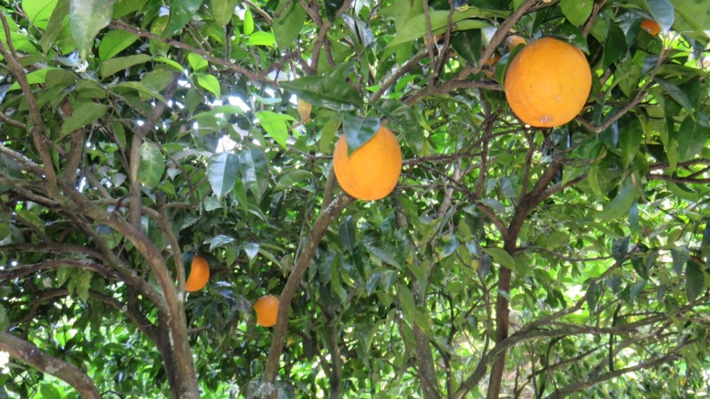 Orange trees, at Quinta da Bouça